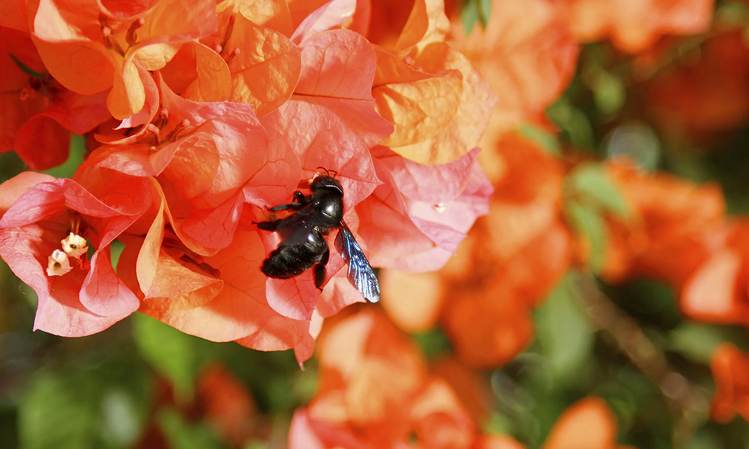 Buganvilla naranja en flor con una abeja